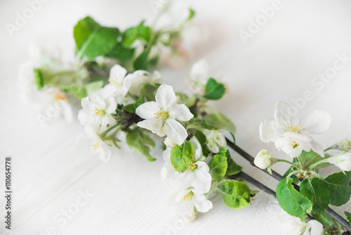 Fototapeta Naklejka Na Ścianę i Meble -  apple blossom flowers