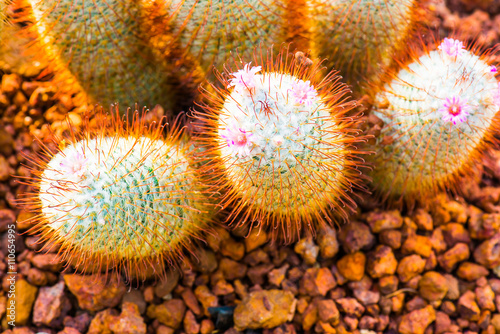 Flower of Mammillaria bombycina photo