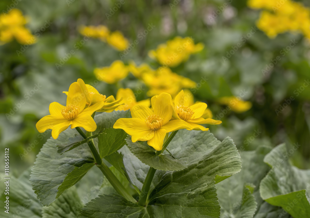 Caltha palustris, first spring flower Adonis vernalis Caltha palustris, first spring flower Adonis vernalis