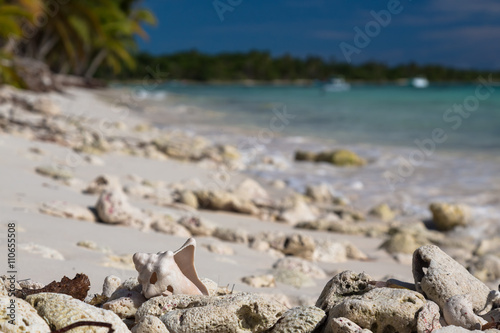 Old shell on sandy coral beach, Saona