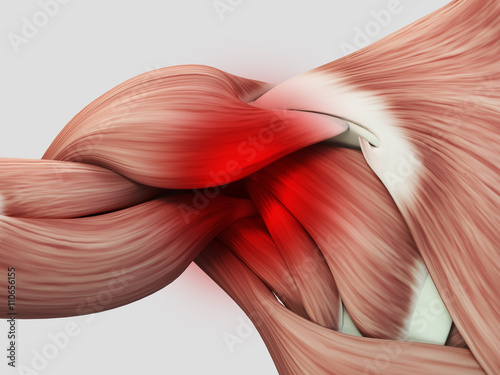 Human anatomy muscle shoulder. Pain or injury. 3D illustration. photo