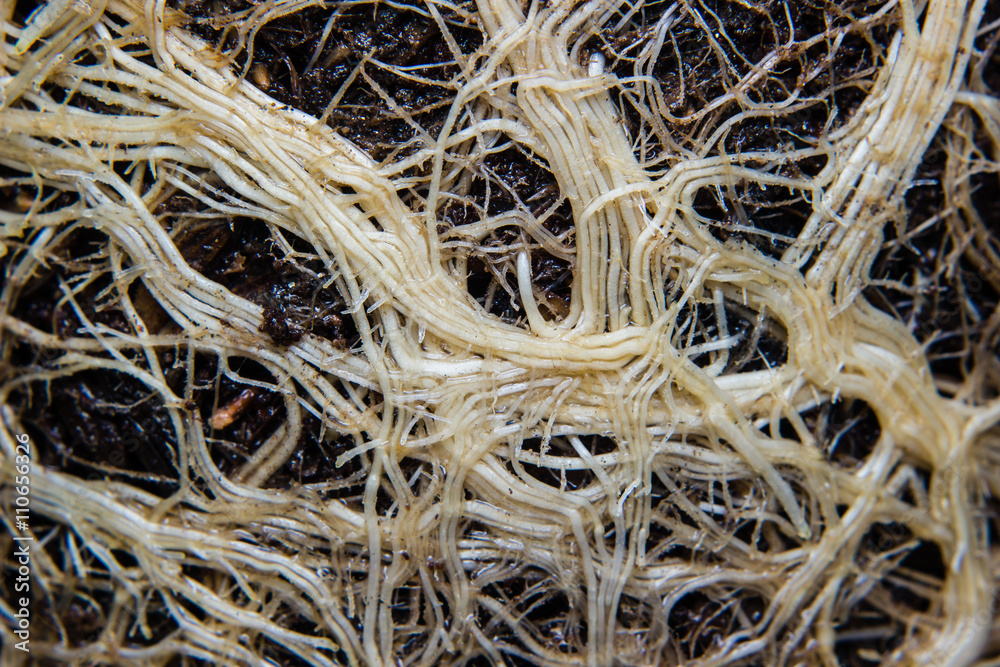 roots and soil