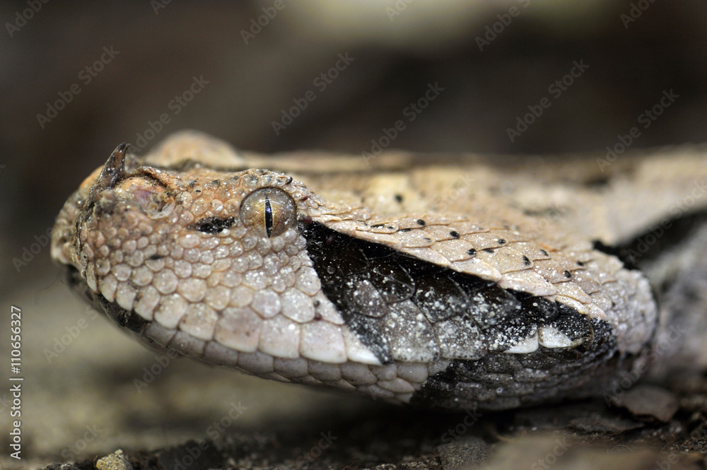 Obraz premium Puffotter