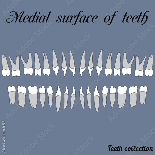 Medial surface of teeth