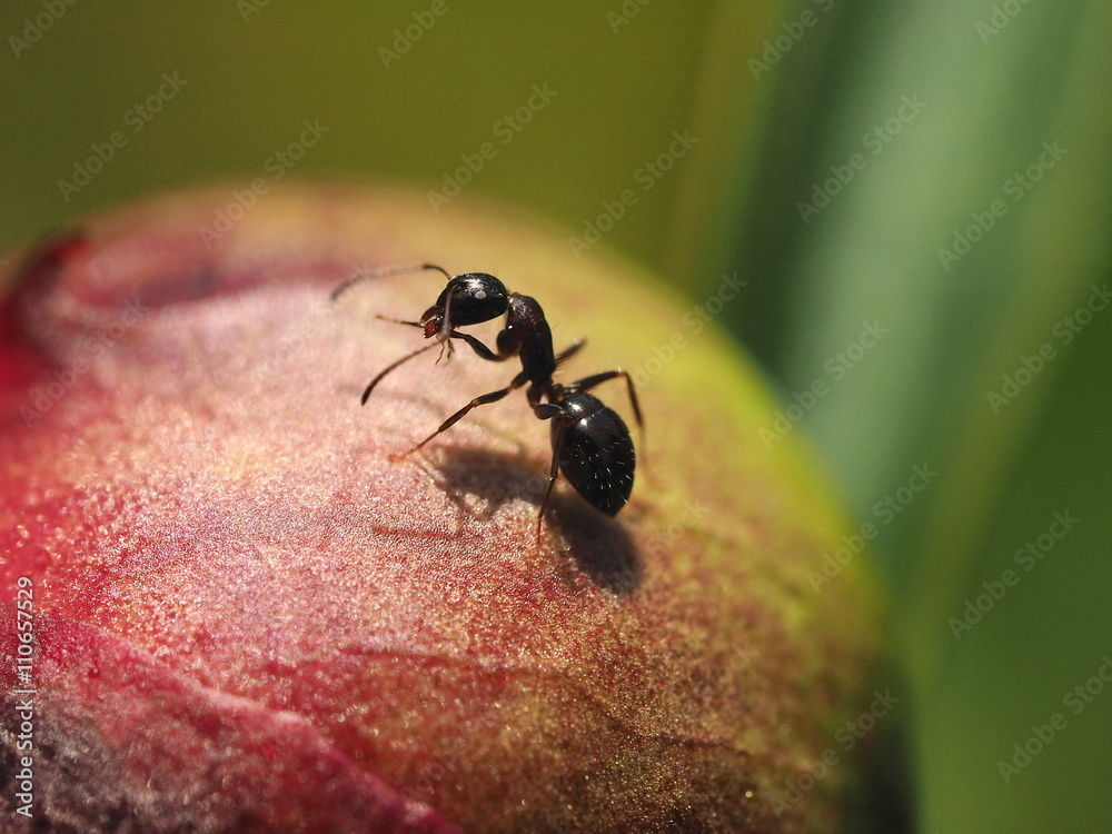 An ant on peony bud