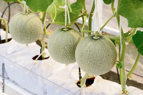 Cantaloupe melon growing in a greenhouse