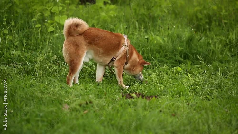 Dog Shiba Inu seeking something on meadow and breathes his tongue out. Funny animals Dog Shiba Inu seeking something on meadow and breathes his tongue out. Funny animals
