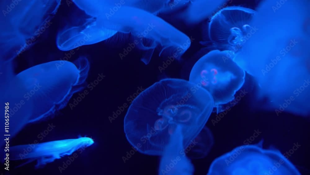 Moon Jellyfish Aurelia Aurita 05 Moon Jellyfish Aurelia Aurita 05