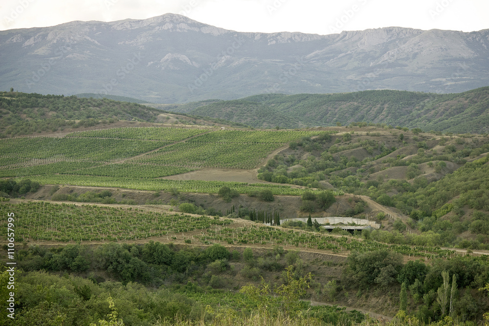 Landscape which vineyards, sky, rows of green bushes, are visibl