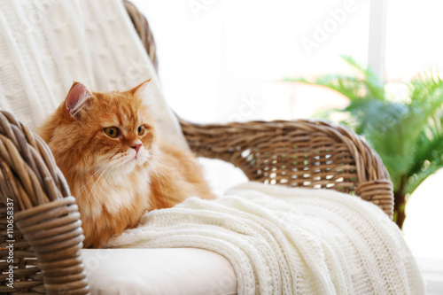Cute ginger cat on wicker c...