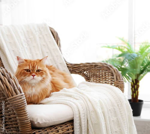 Cute ginger cat on wicker c...
