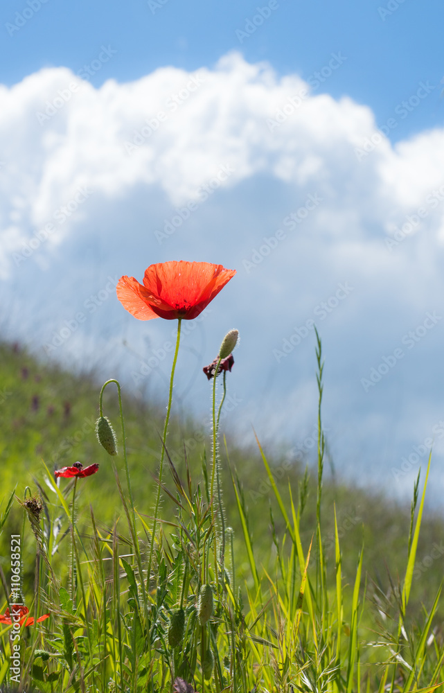 Obraz premium Mohnblume in der Toskana