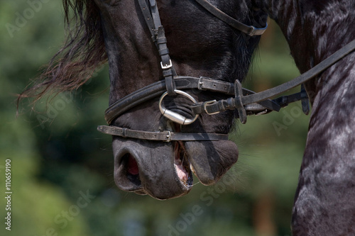 Horse riding equipment detail © lenkadan