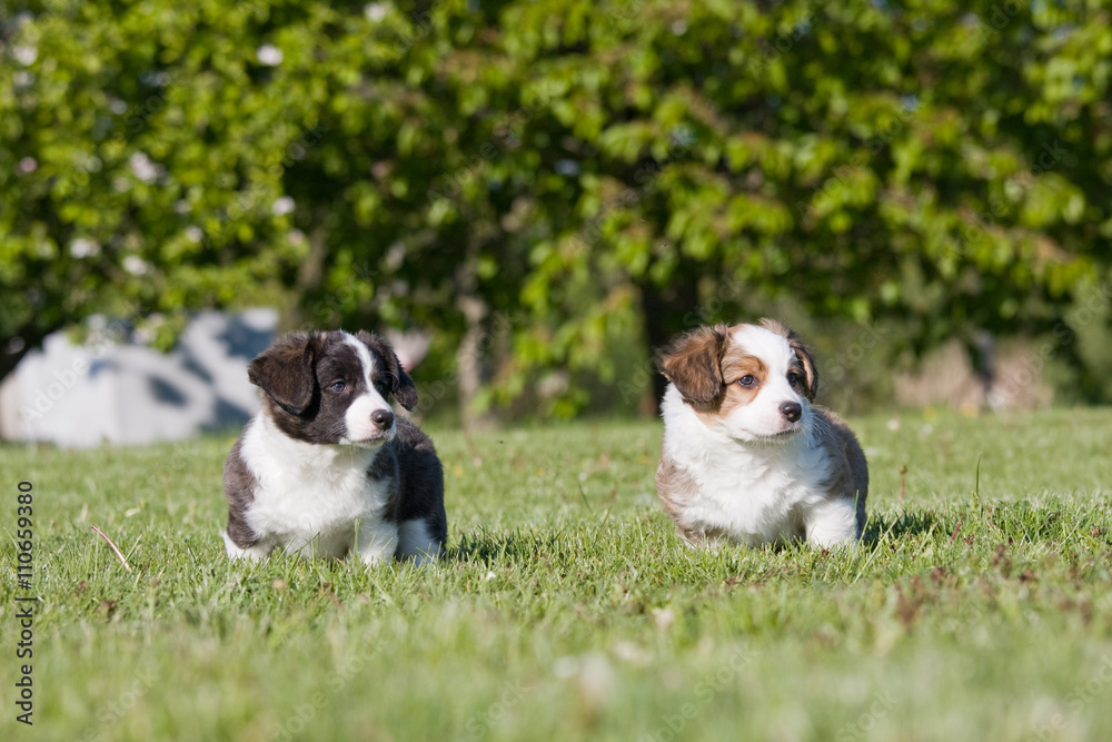 Two nice pupies posing