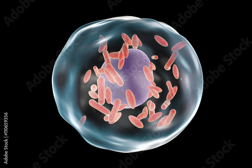 Bacteria Coxiella burnetii (small red) inside human cell, 3D illustration. Gram-negative bacteria which cause Q fever transmitted to humans by sheep, goats and cattle photo