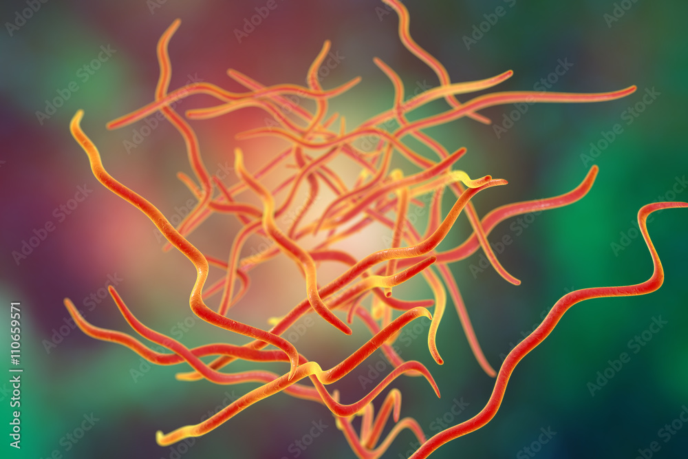 Helminths nematodes Enterobius (Threadworm) which cause enterobiasis ...