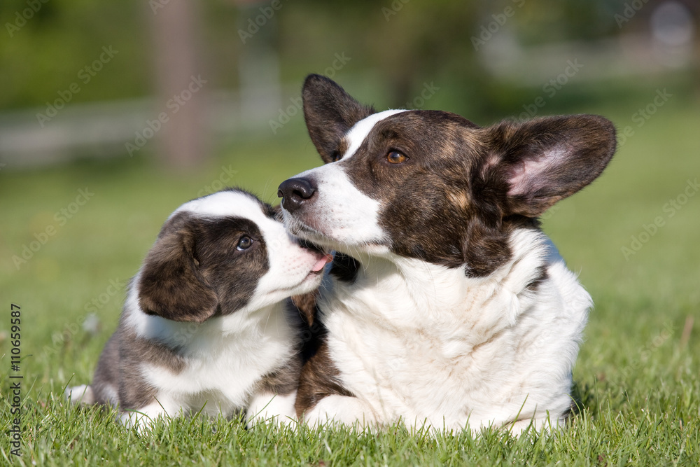 Two cute welsh corgi cardigan posing