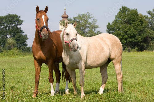 Two nice horses posing