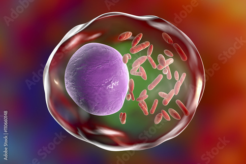 Bacteria Rickettsia (small red) inside human cell, 3D illustration. Gram-negative bacteria which cause epidemic typhus, murine typhus other rickettsioses and are transmitted by arthropods photo