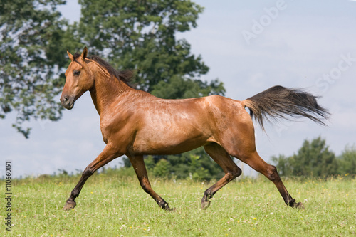 Nice arabian horse running