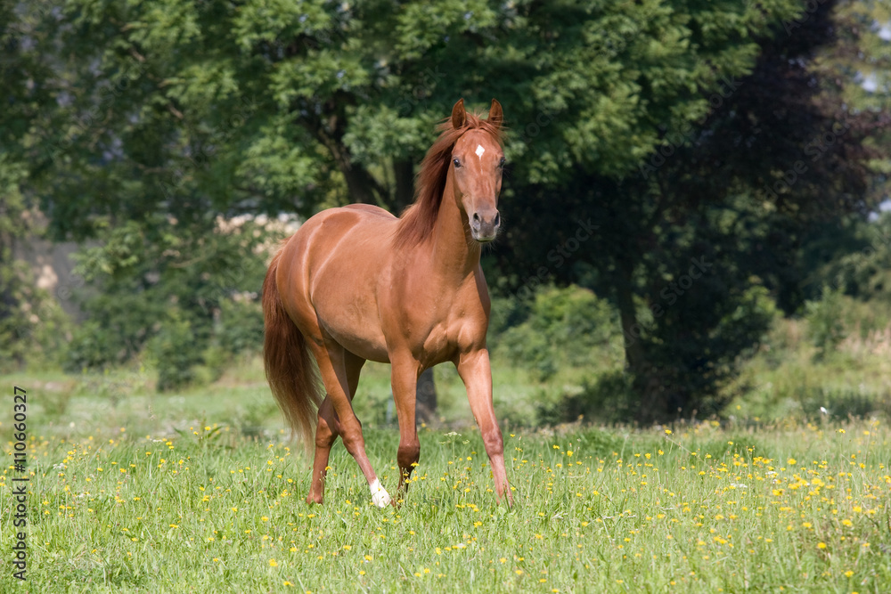 Young american quarter horse running Young american quarter horse running
