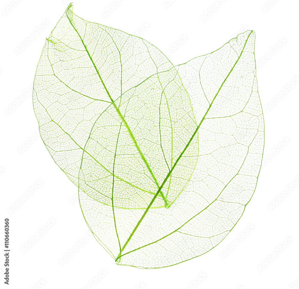 Skeleton leaves isolated on white Stock Photo Adobe Stock