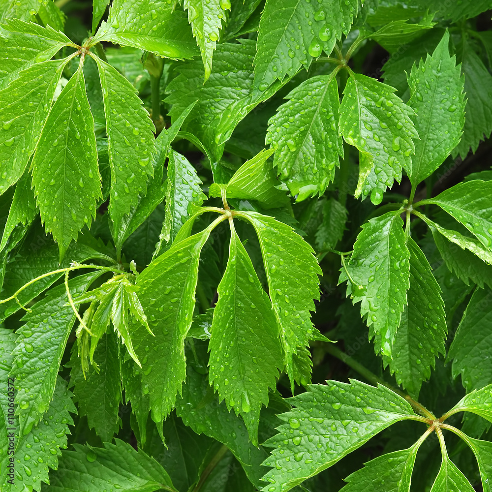 wild grape with bright green leaves after rain wild grape with bright green leaves after rain