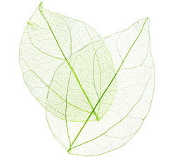 Papier peint photo Nervures de feuilles Skeleton leaves isolated on white  © Africa Studio