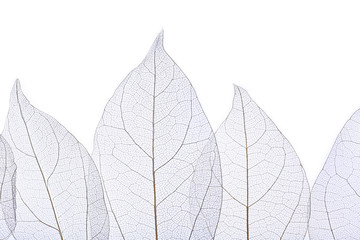 Papier peint photo Nervures de feuilles Skeleton leaves isolated on white  © Africa Studio