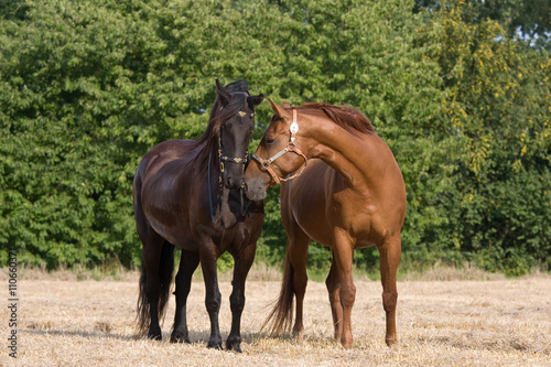 Two horses bring together