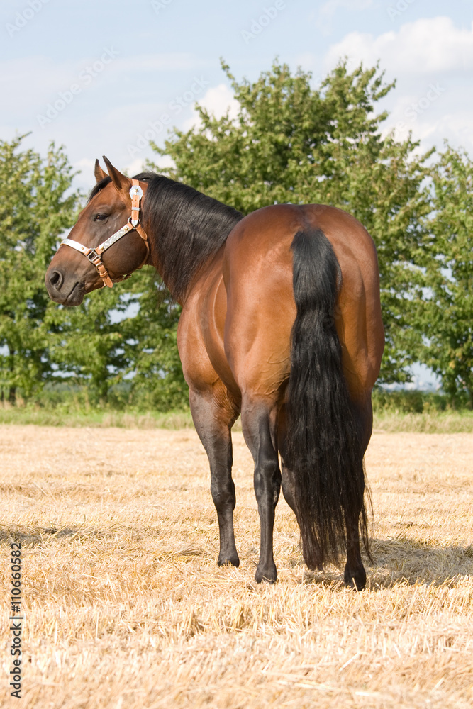 Nice brown horse posing