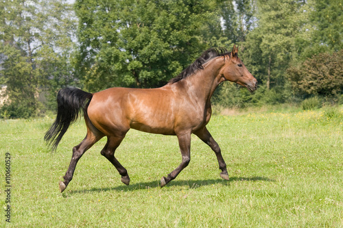 Nice brown horse running