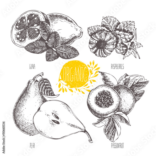 Series - vector fruit, vegetables and spices. Hand-drawn illustration in vintage style. Sketch. Healthy food. Linear graphic. Set of raspberry, passionfruit, pear, guava