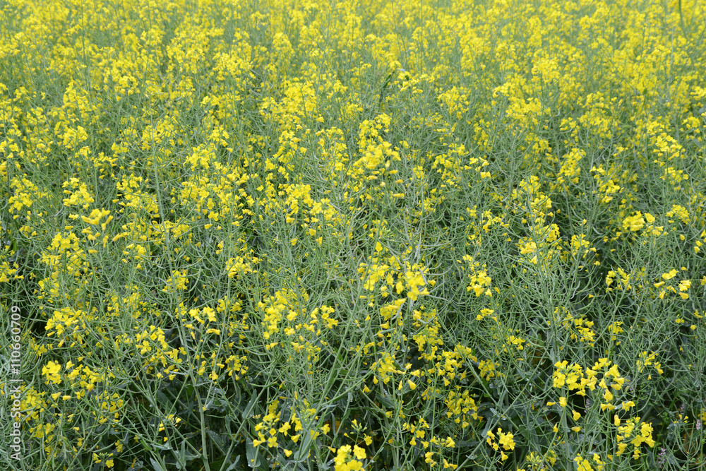 Obraz premium Champ de colza