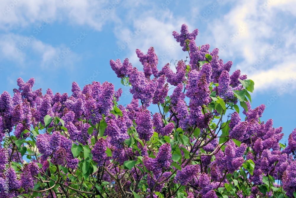 Lilac trees in lilac garden in Moscow.