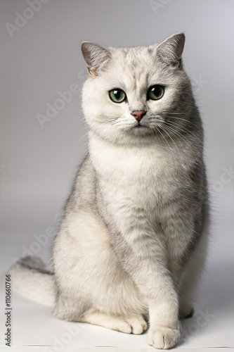 white cat   © fotokretin26