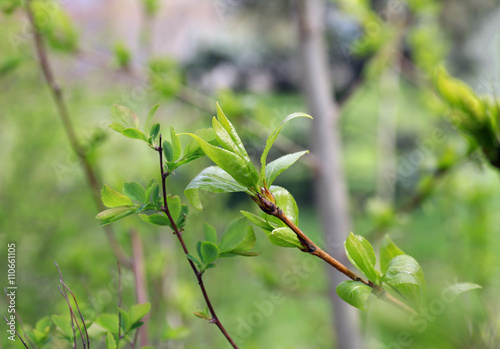 Fototapeta Naklejka Na Ścianę i Meble -  Spring green bush close up