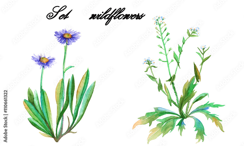 Naklejka premium Set wildflowers. isolated. watercolor.