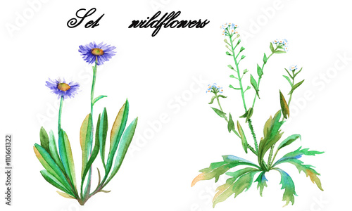 Set wildflowers. isolated. watercolor.