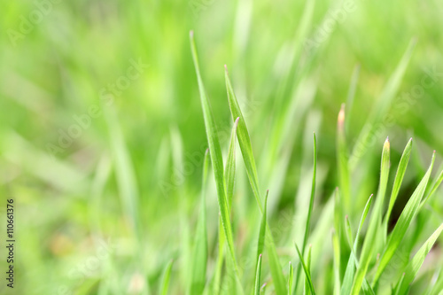 Fresh green spring grass, close up