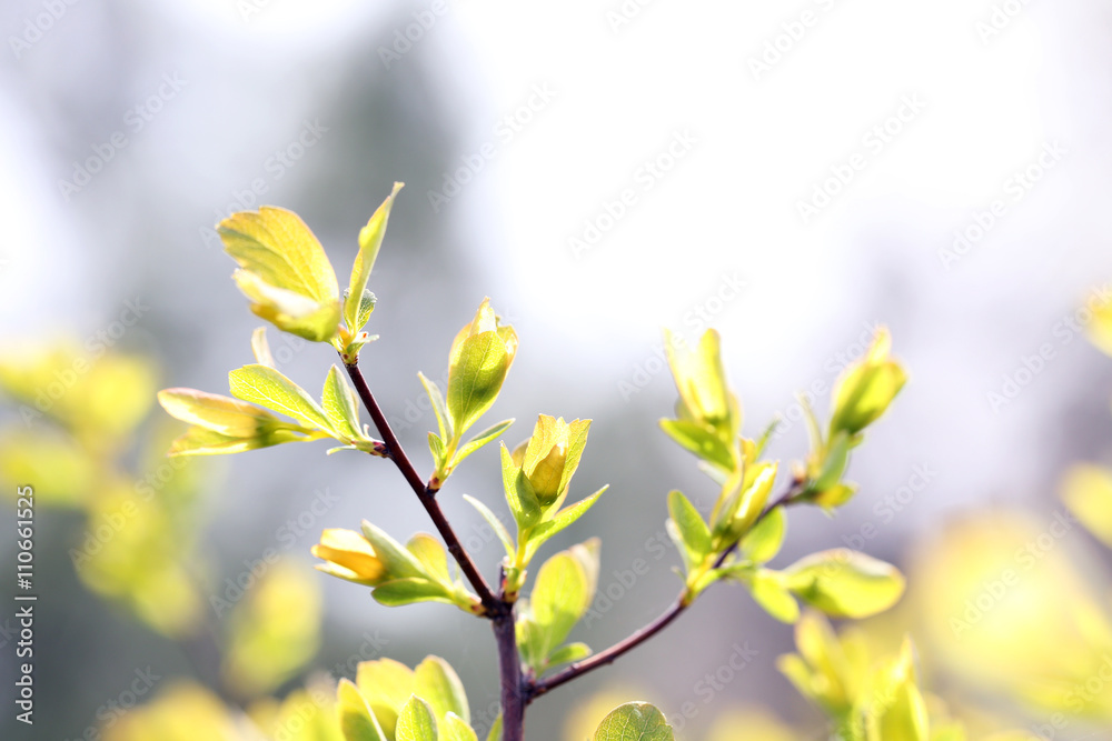 Obraz premium Spring green bush close up