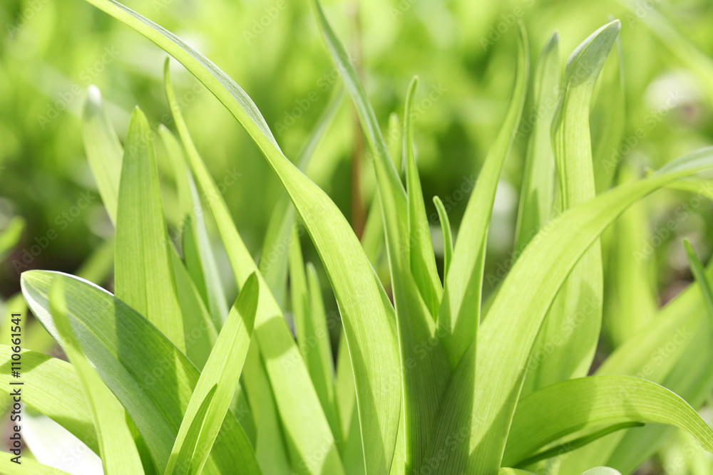 Fresh green spring grass, close up Fresh green spring grass, close up