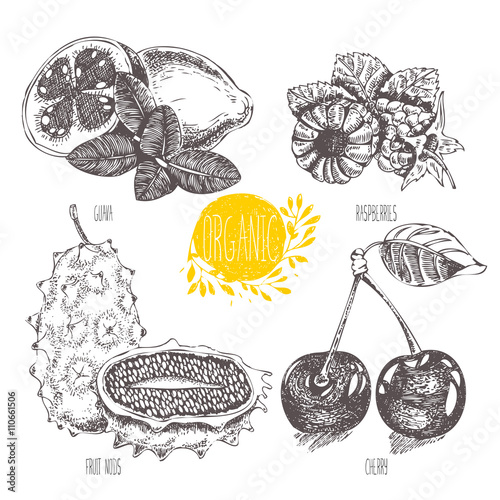 Series - vector fruit, vegetables and spices. Hand-drawn illustration in vintage style. Sketch. Healthy food. Linear graphic. Set of raspberry, cherry, guava, fruit nods