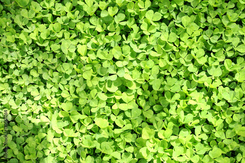 Green clover leaves background