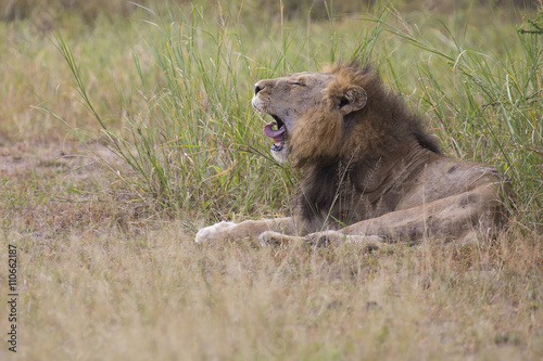 Injured old lion male lying in the grass and lick his wounds © Alta Oosthuizen