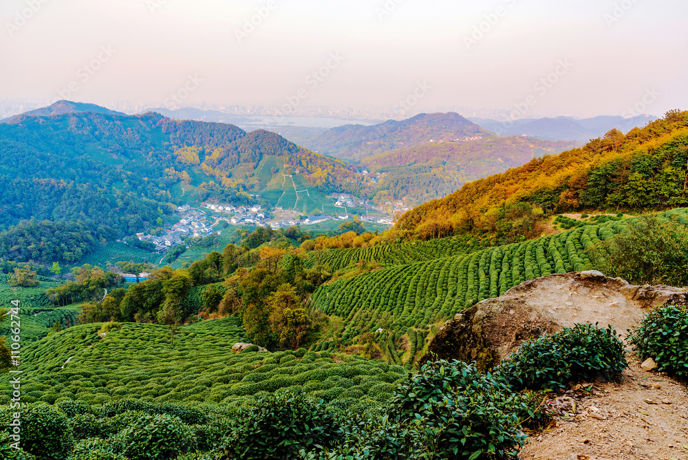 Landscape of Longjing tea fields