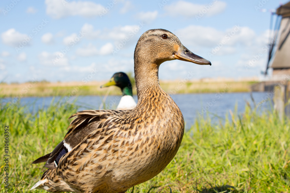 Ducks in Kinderdijk, Holland Ducks in Kinderdijk, Holland