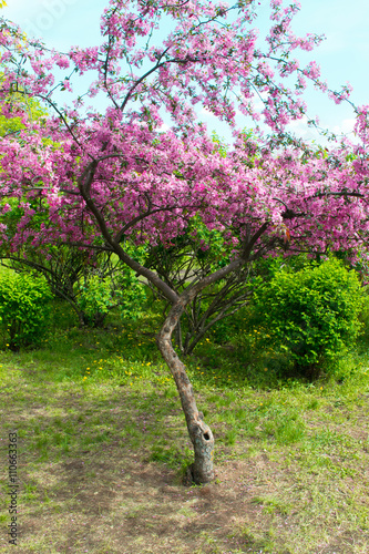 Fototapeta Naklejka Na Ścianę i Meble -  Garden with blossoming  cherry trees on a fresh green lawn