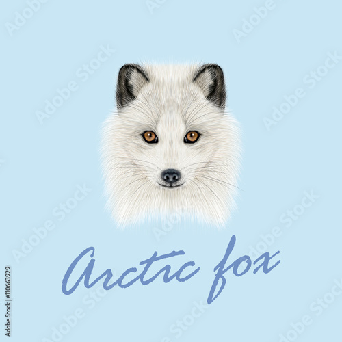 Vector Illustrated Portrait of Arctic fox.