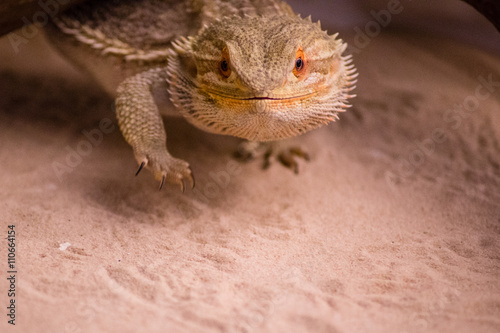 pogona vitticeps 